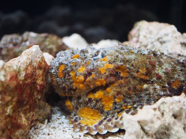 f:id:donchan922:20171021145224j:plain