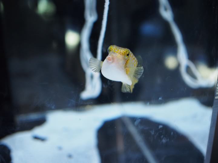 f:id:donchan922:20171021145322j:plain