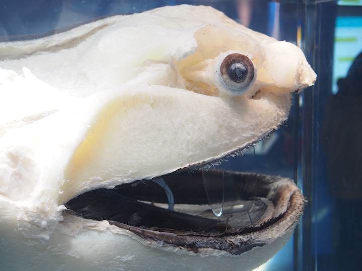 f:id:donchan922:20171021145623j:plain