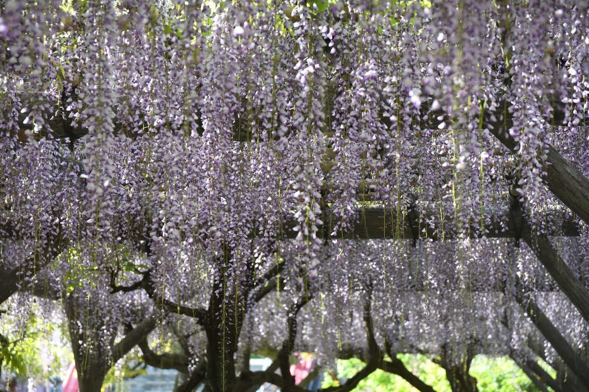 f:id:dongguacha:20210421224703j:plain