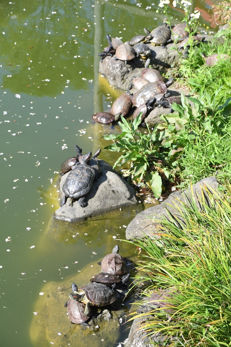 f:id:dongguacha:20210421224720j:plain