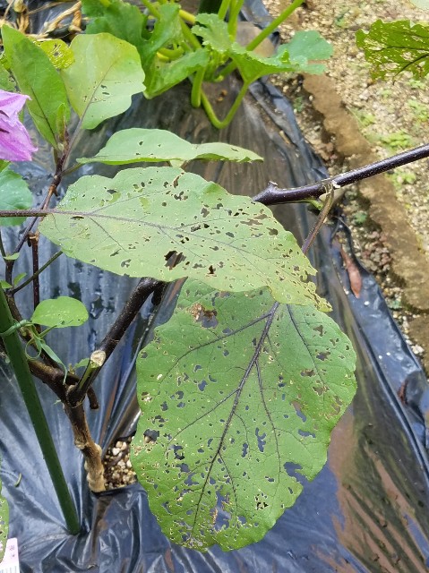 f:id:dongurin23:20190715102048j:image f:id:dongurin23:20190715102048j:image