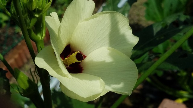 f:id:dongurin23:20190715102643j:image f:id:dongurin23:20190715102643j:image