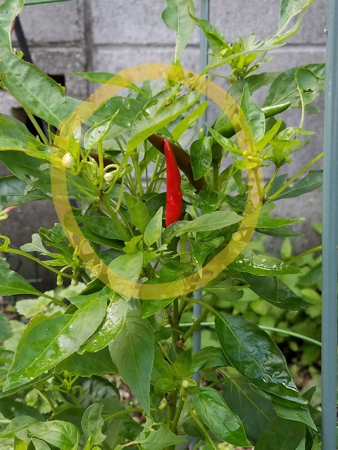 f:id:dongurin23:20190715104052j:image f:id:dongurin23:20190715104052j:image