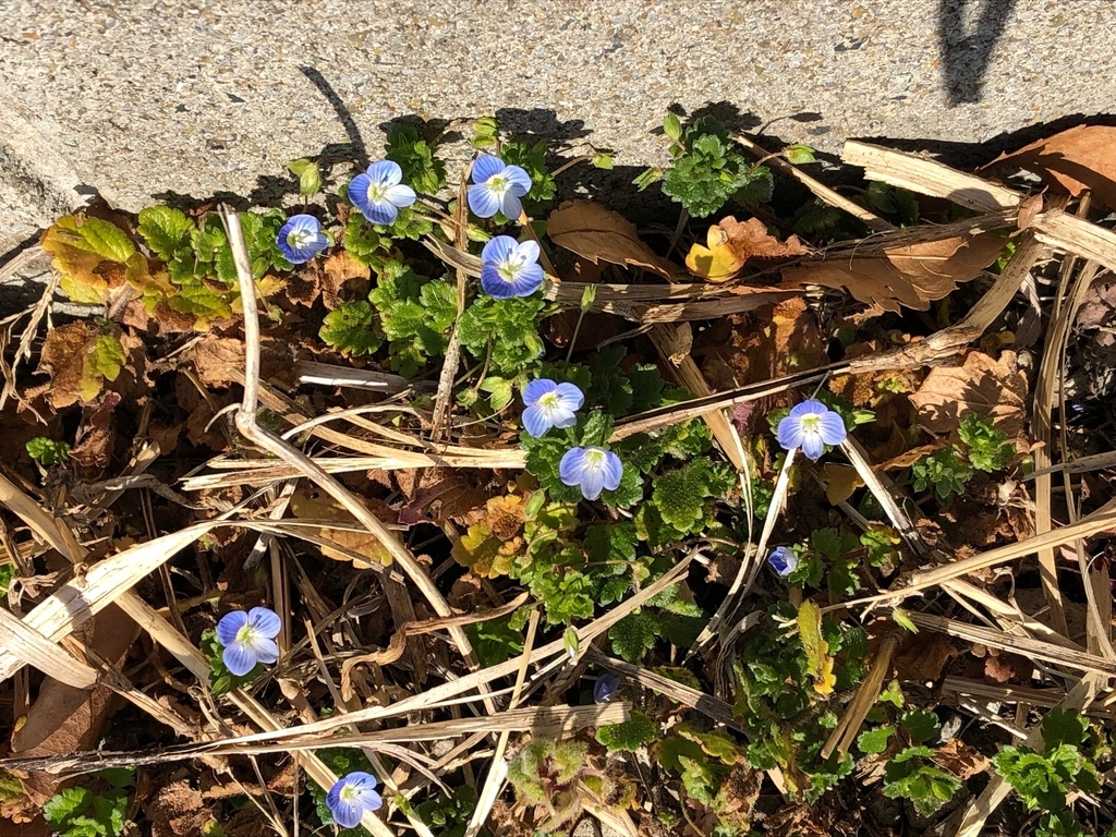 f:id:doniti:20190204113507j:plain f:id:doniti:20190204113507j:plain