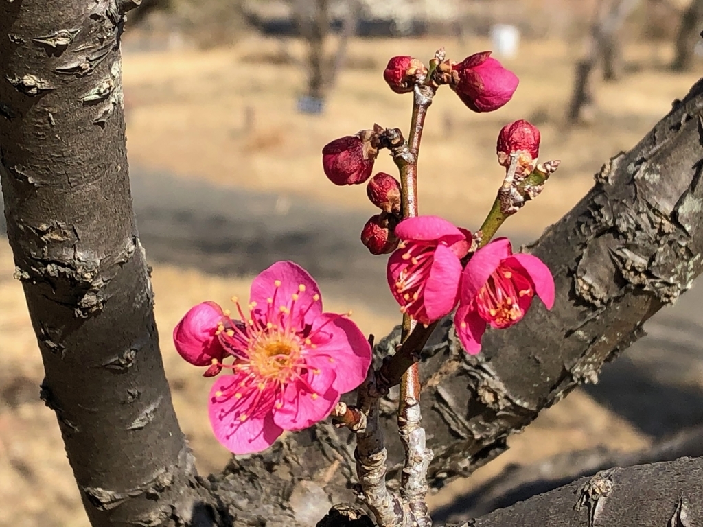 f:id:doniti:20190204144945j:plain