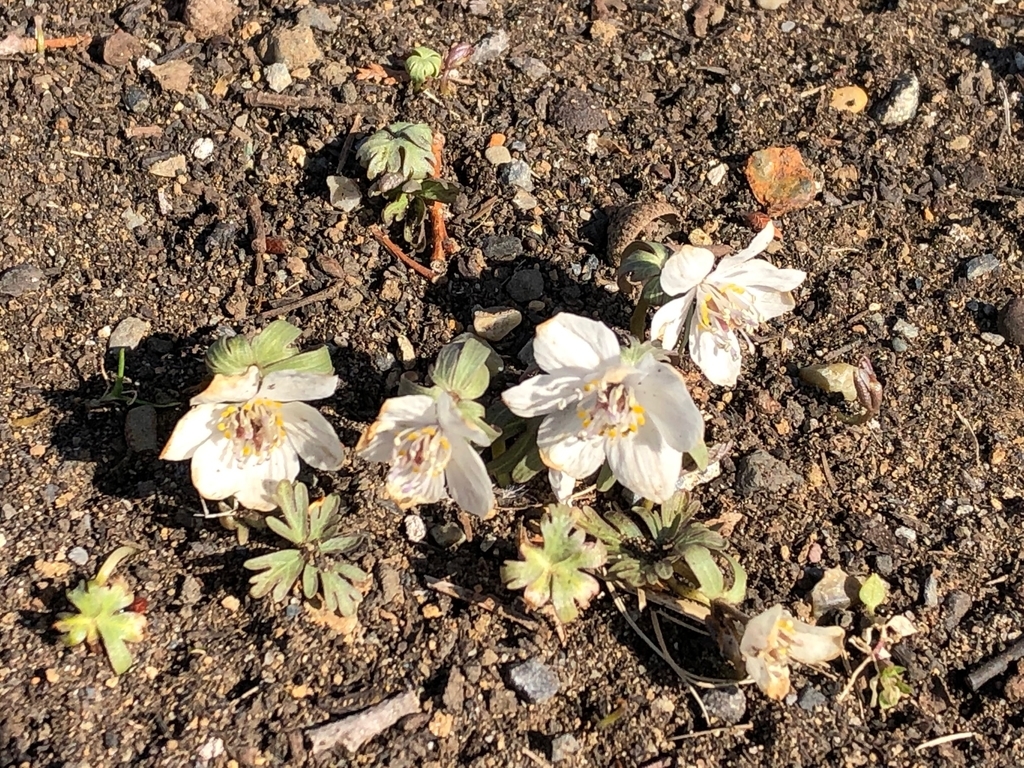 f:id:doniti:20190204150911j:plain f:id:doniti:20190204150911j:plain