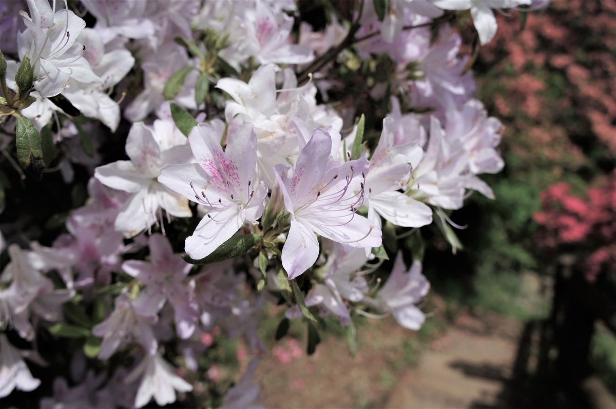 f:id:donitia:20190504173551j:plain f:id:donitia:20190504173551j:plain