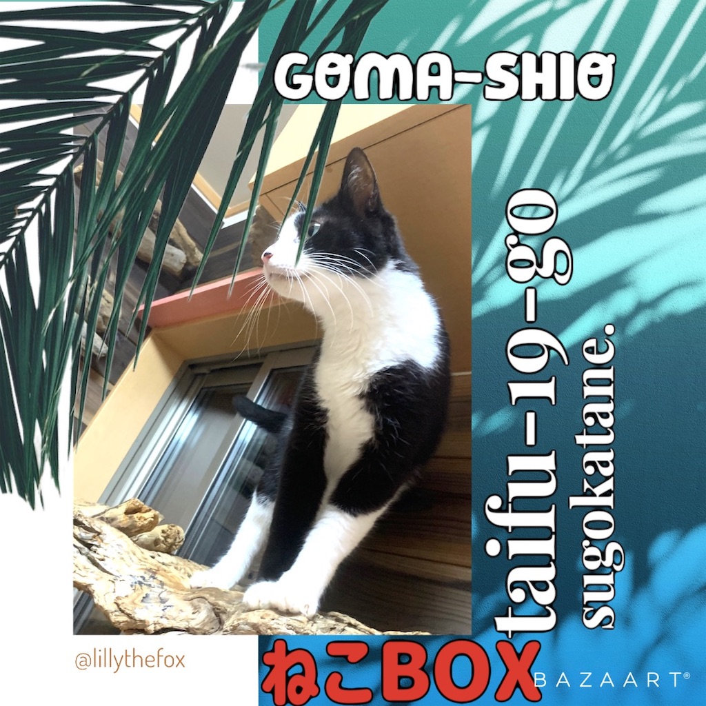 f:id:donkilovsurf:20191114220505j:image f:id:donkilovsurf:20191114220505j:image