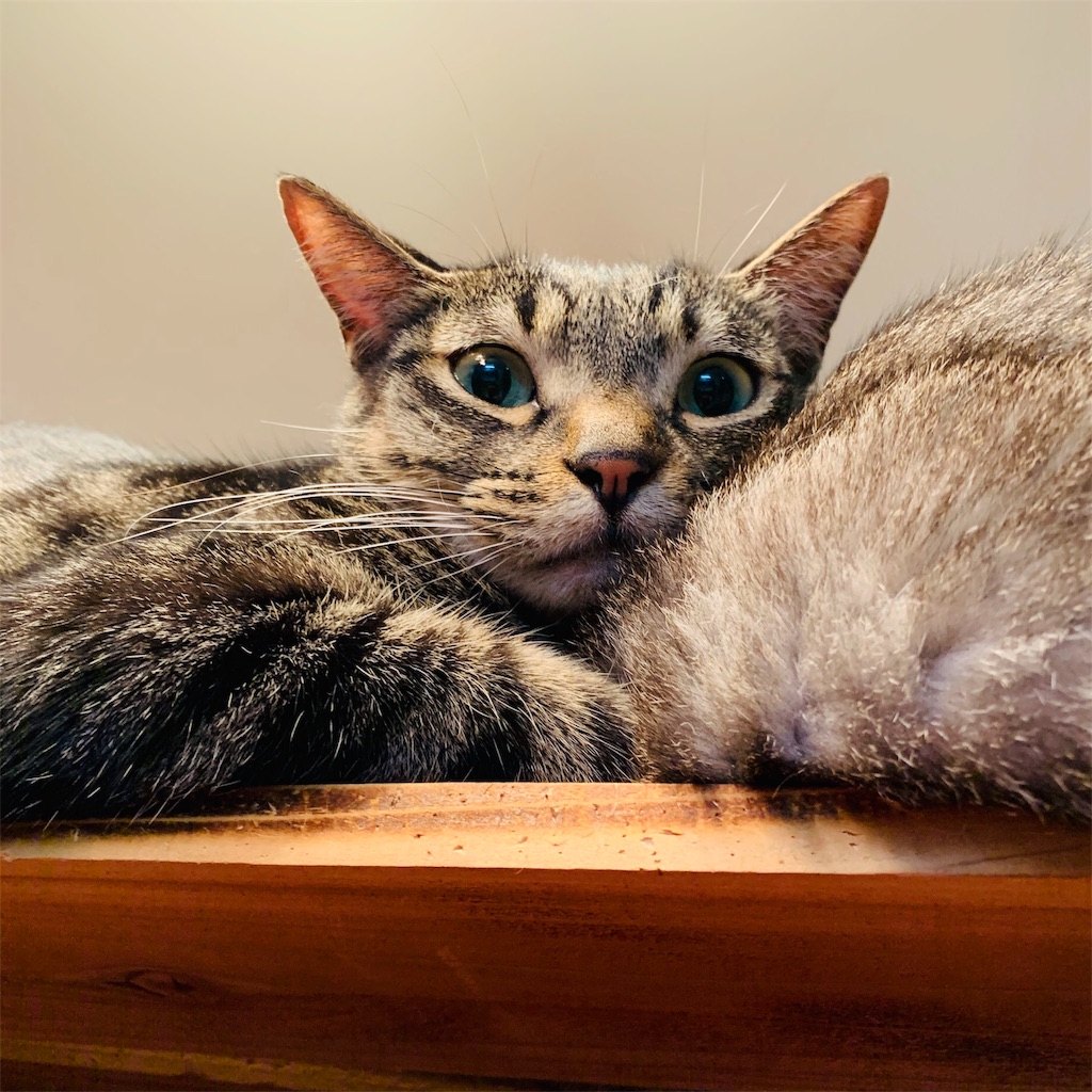 f:id:donkilovsurf:20191115003545j:image f:id:donkilovsurf:20191115003545j:image