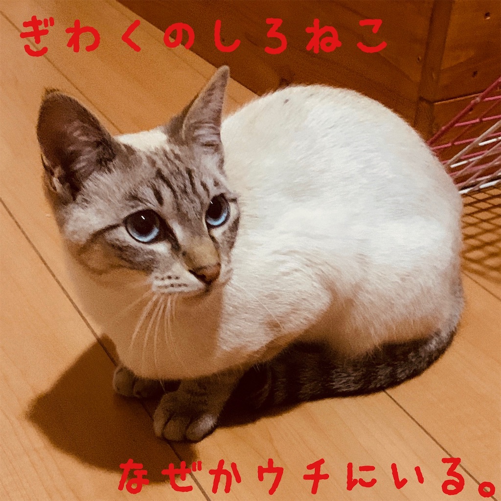 f:id:donkilovsurf:20200424224533j:image f:id:donkilovsurf:20200424224533j:image