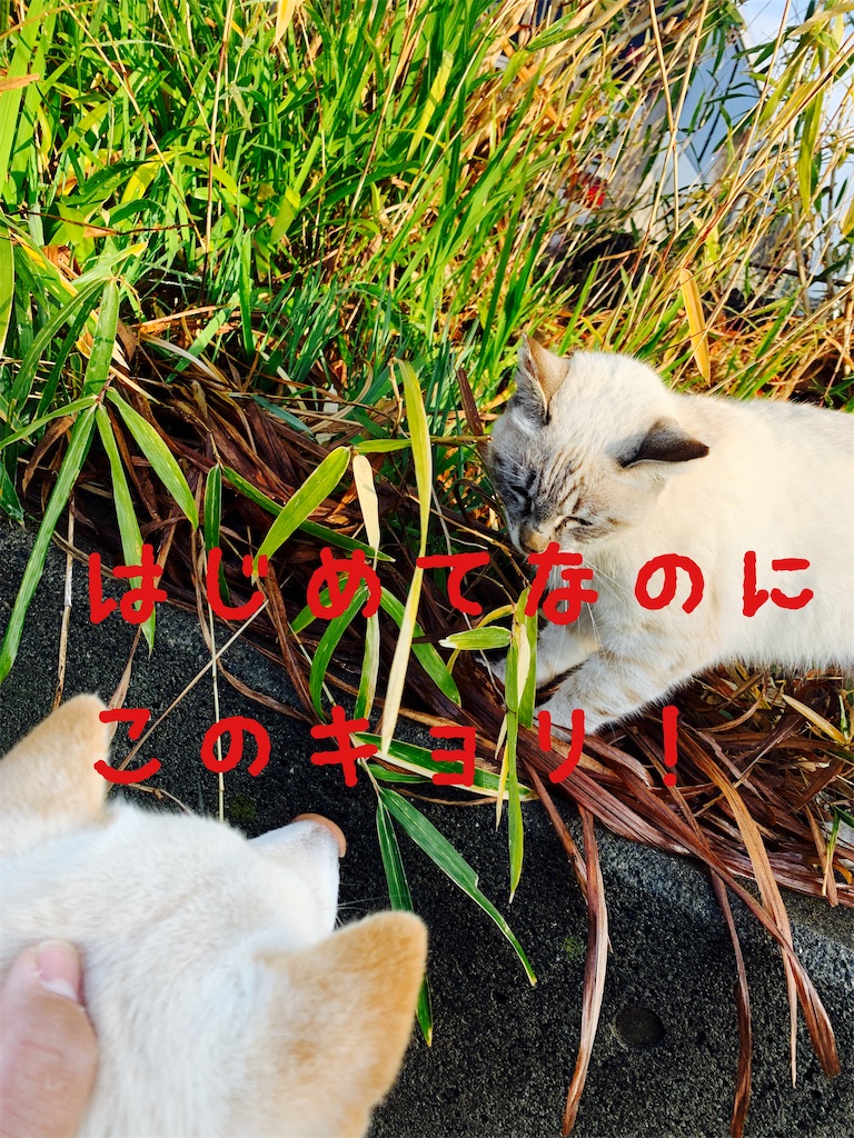 f:id:donkilovsurf:20200424224912j:image f:id:donkilovsurf:20200424224912j:image