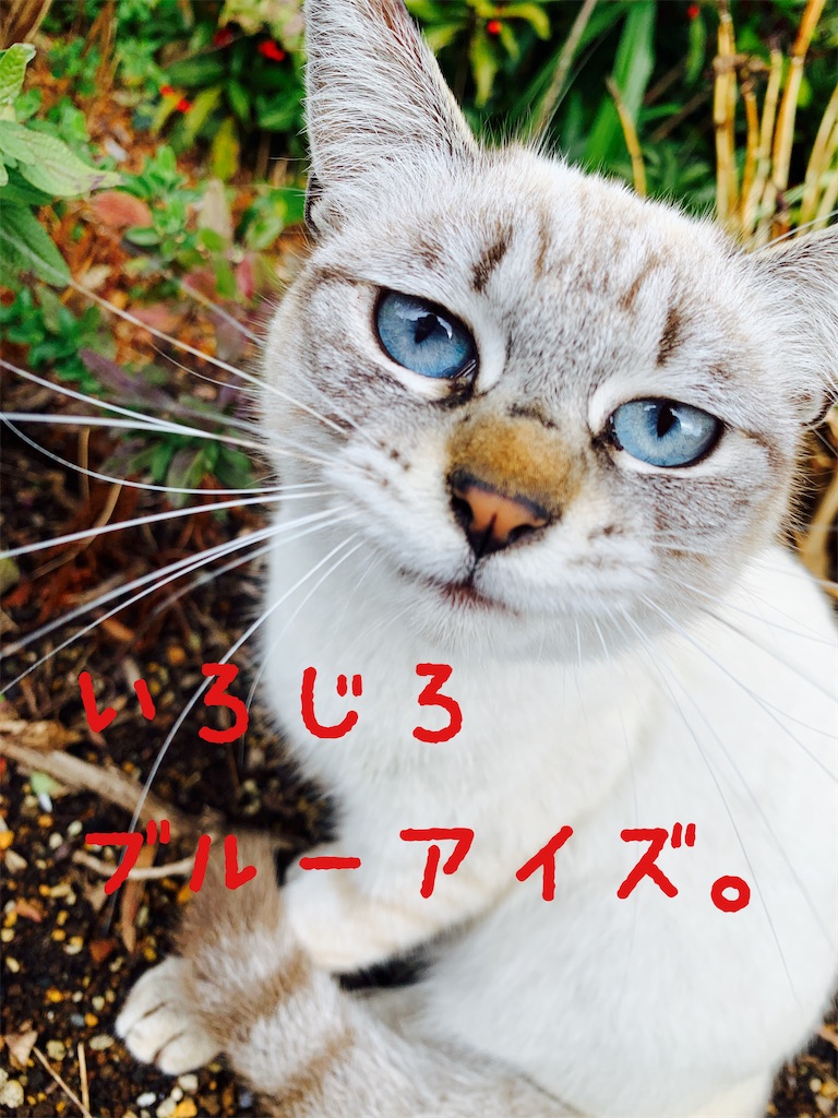 f:id:donkilovsurf:20200424224916j:image f:id:donkilovsurf:20200424224916j:image