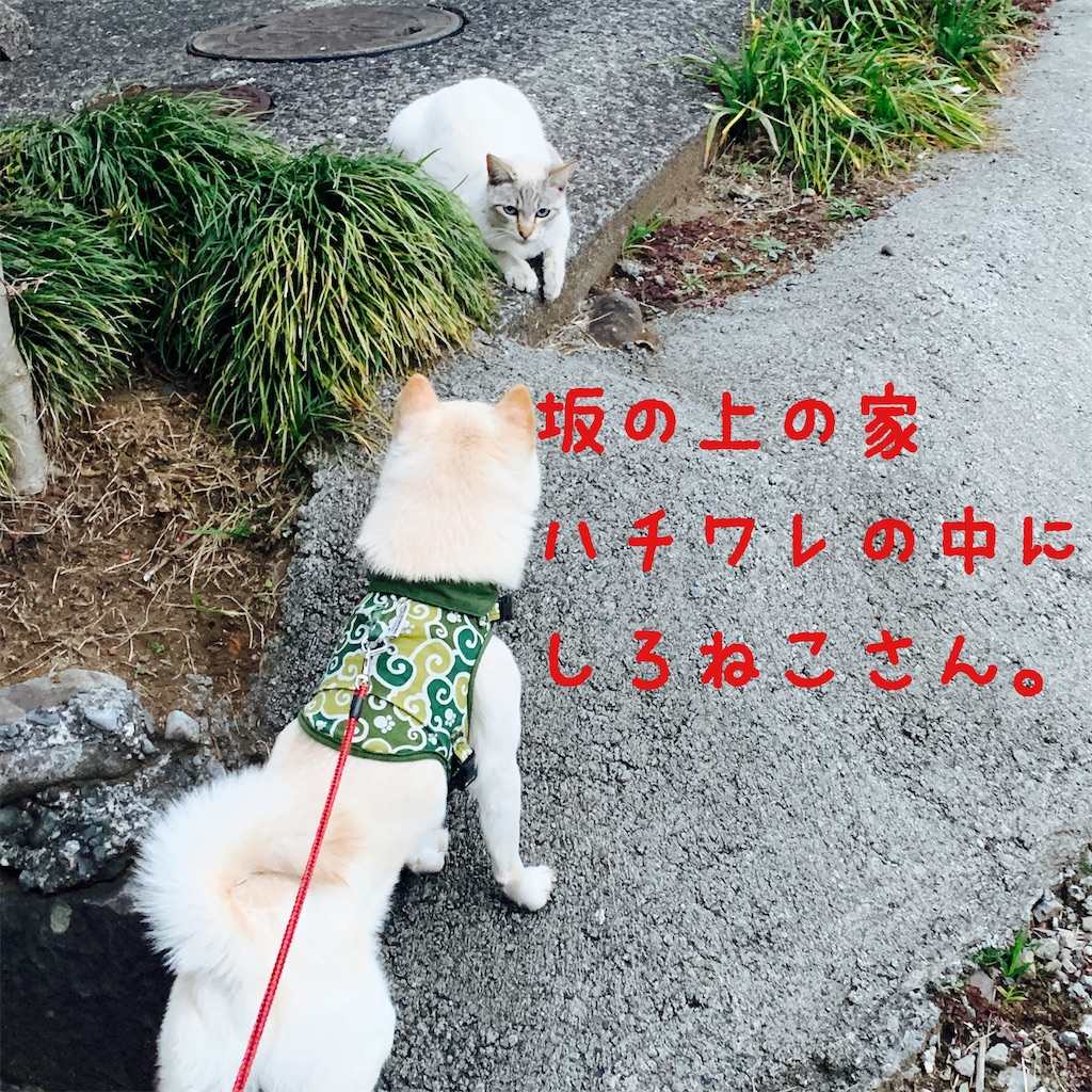 f:id:donkilovsurf:20200424224920j:image f:id:donkilovsurf:20200424224920j:image