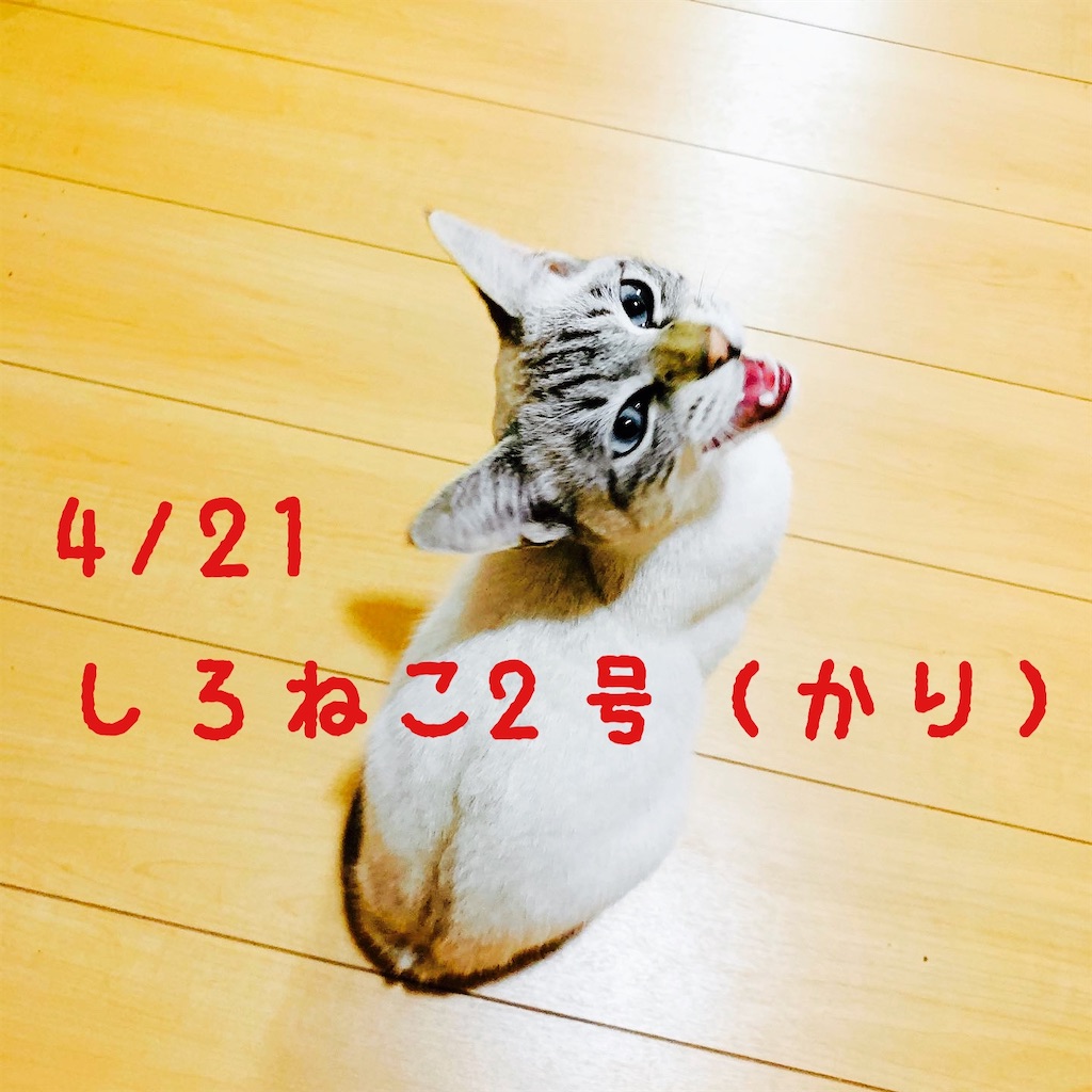 f:id:donkilovsurf:20200424225213j:image f:id:donkilovsurf:20200424225213j:image