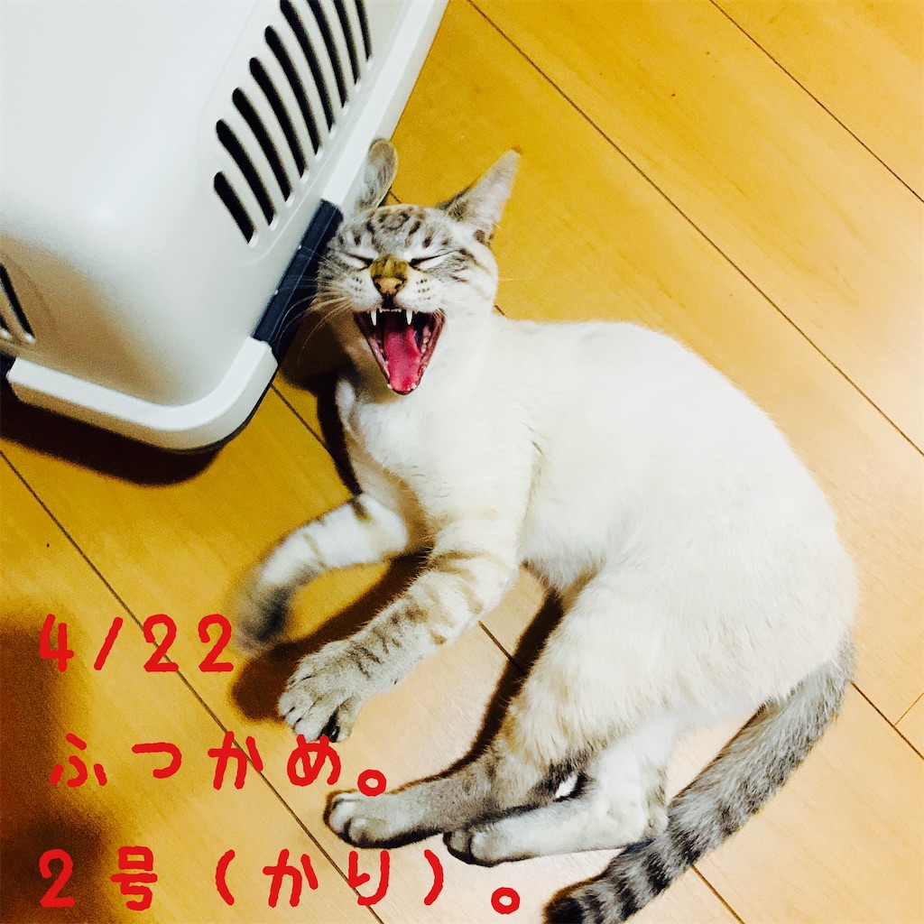 f:id:donkilovsurf:20200424232136j:image f:id:donkilovsurf:20200424232136j:image