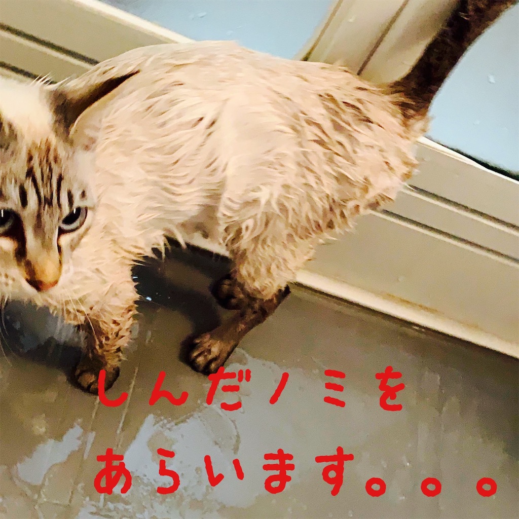 f:id:donkilovsurf:20200424232141j:image f:id:donkilovsurf:20200424232141j:image