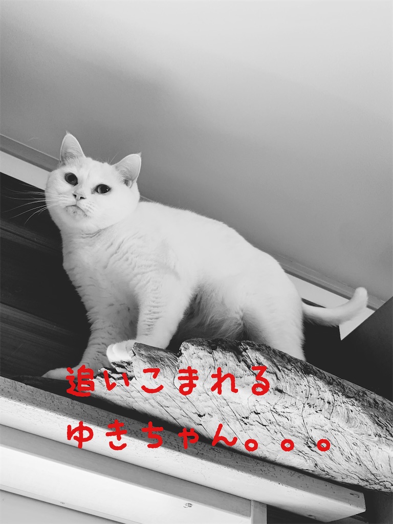 f:id:donkilovsurf:20200509000722j:image