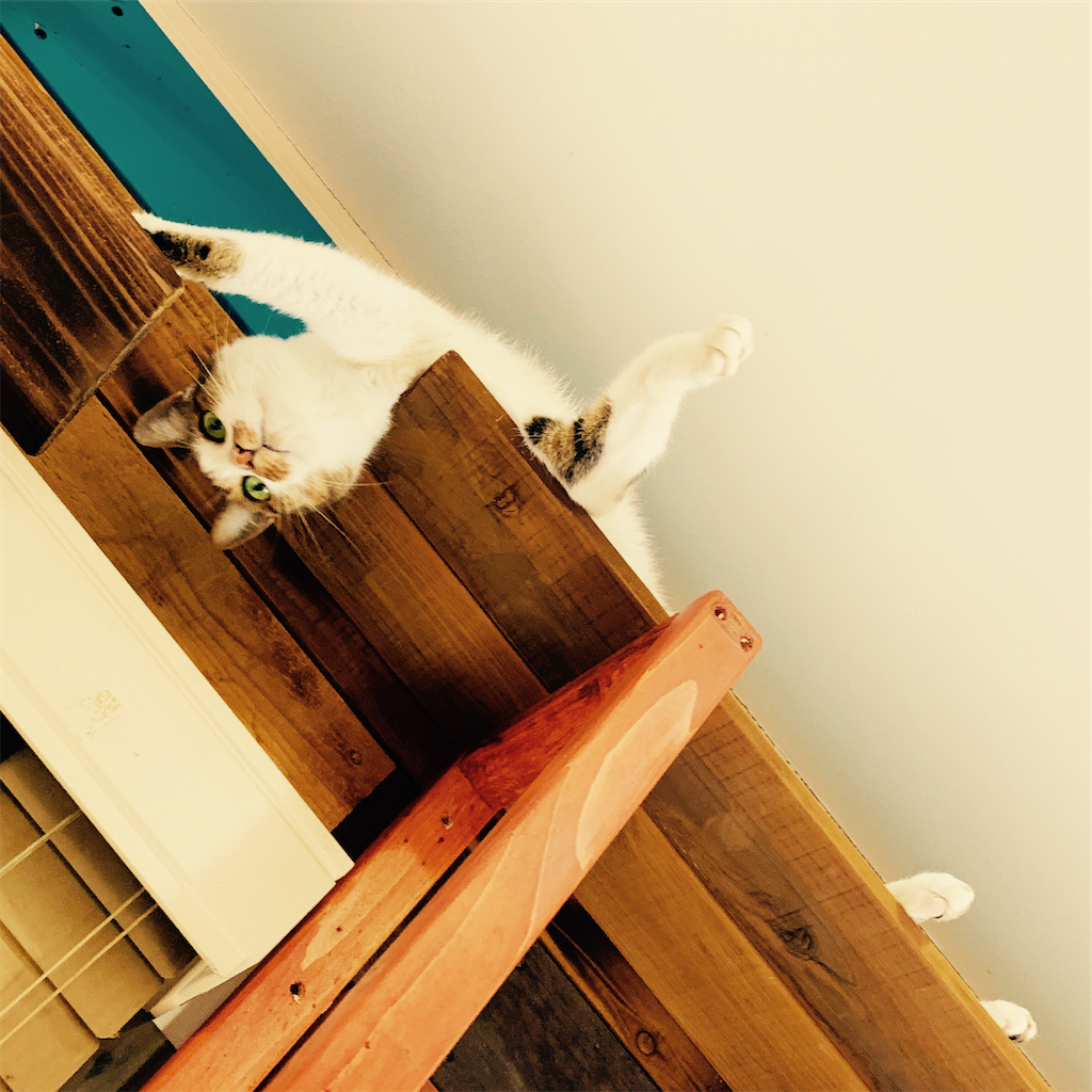 f:id:donkilovsurf:20200704233840p:image f:id:donkilovsurf:20200704233840p:image