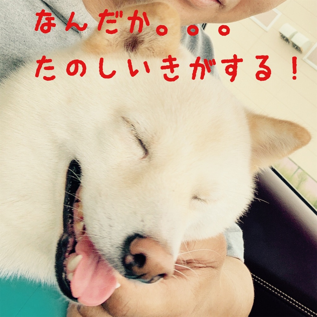 f:id:donkilovsurf:20200921232811j:image f:id:donkilovsurf:20200921232811j:image