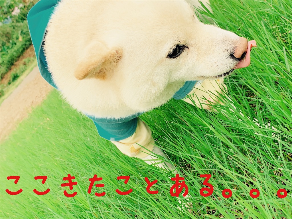 f:id:donkilovsurf:20200921233358j:image f:id:donkilovsurf:20200921233358j:image