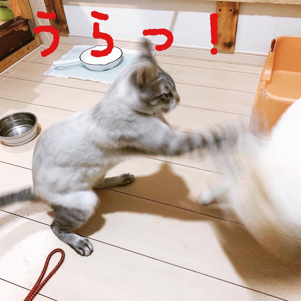 f:id:donkilovsurf:20210216233938j:image