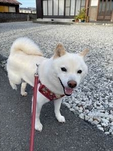 土曜日の朝のつくね。