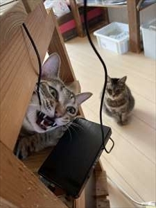 うずら