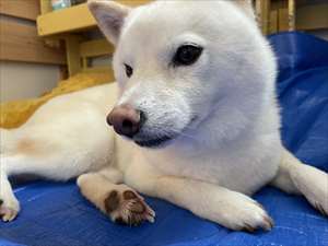 つくね
