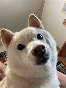 つくね