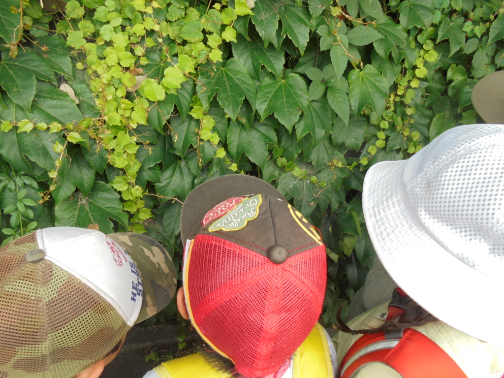 f:id:donkoro:20160708122135j:plain