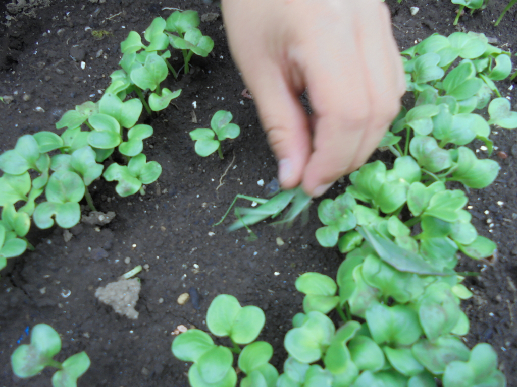 f:id:donkoro:20161011124245j:plain