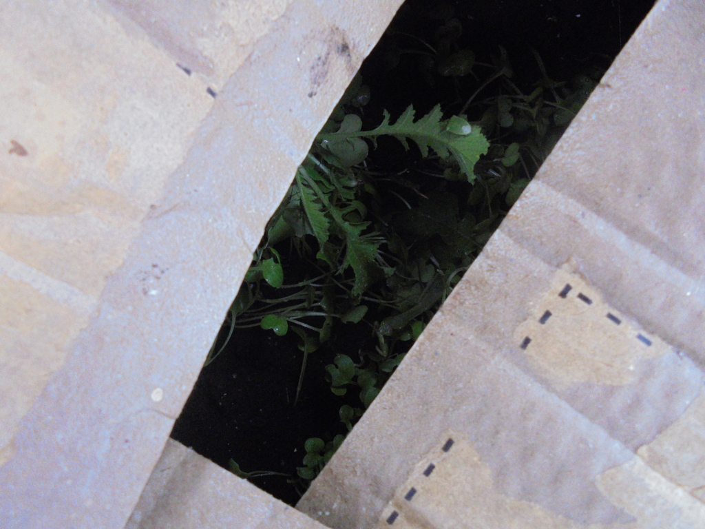 f:id:donkoro:20161014093712j:plain