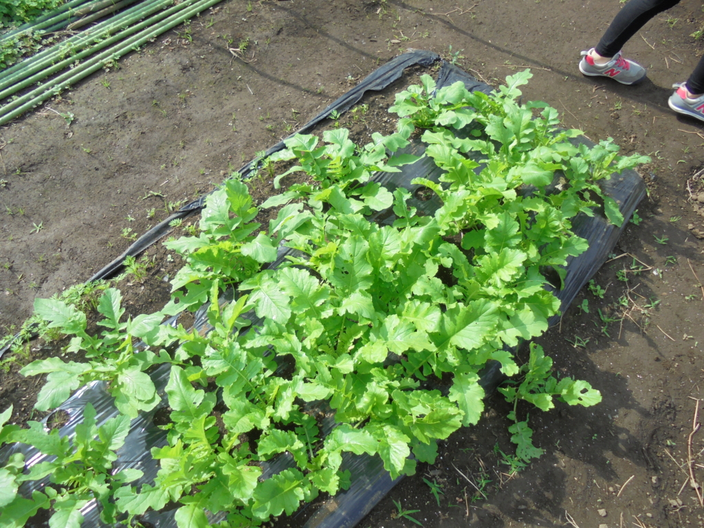 f:id:donkoro:20161019093803j:plain