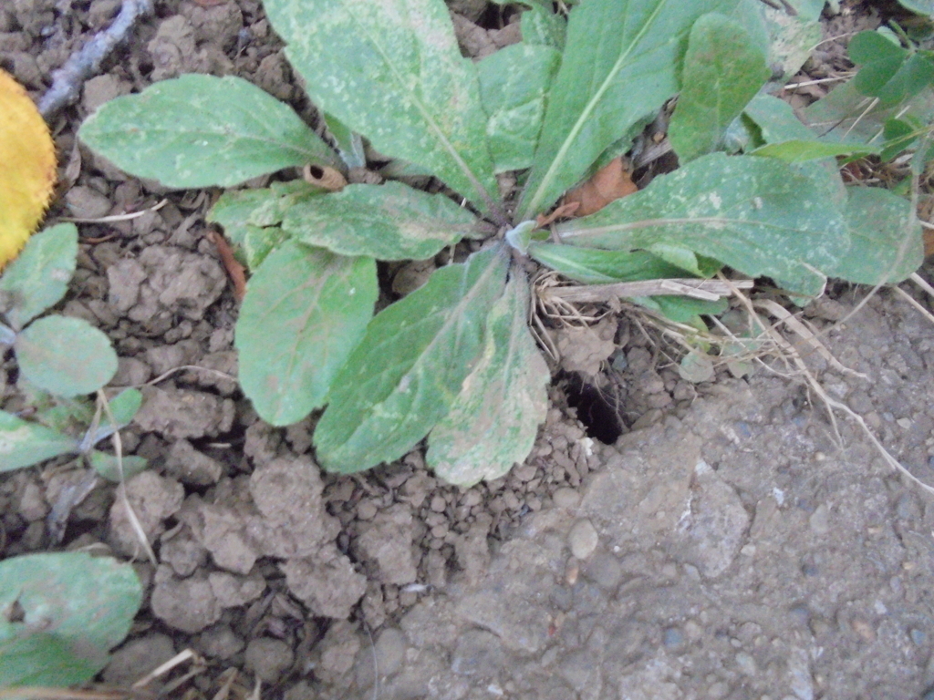 f:id:donkoro:20170724183642j:plain