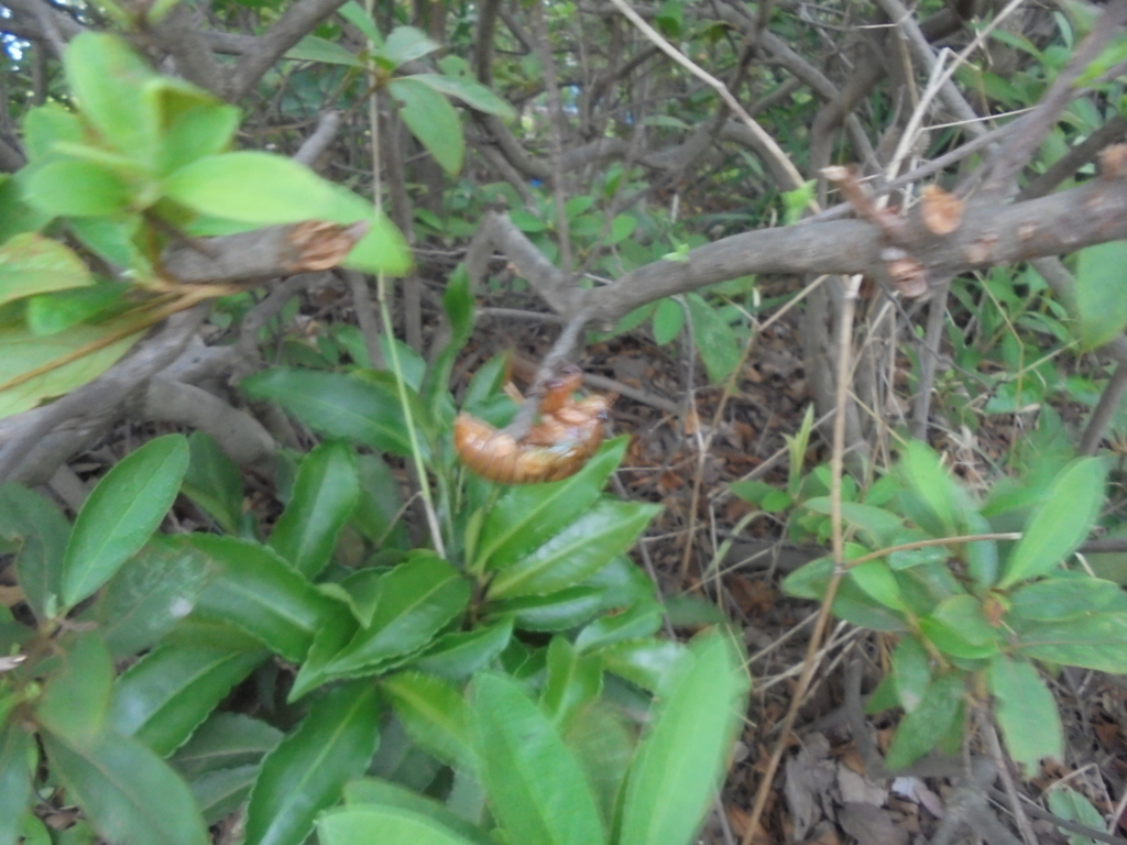 f:id:donkoro:20170724183712j:plain