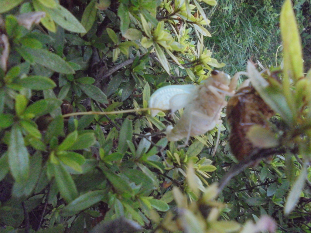 f:id:donkoro:20170724184650j:plain