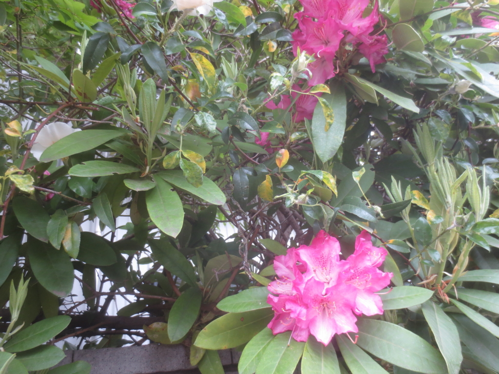 f:id:donkoro:20180417102543j:plain