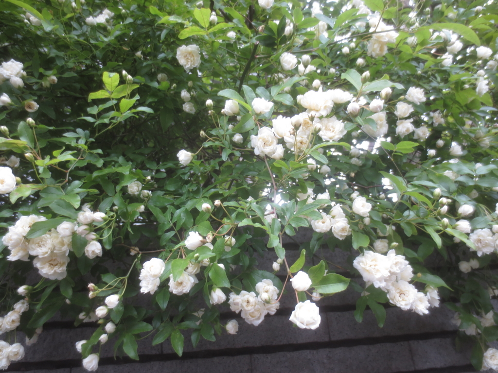 f:id:donkoro:20180417102614j:plain