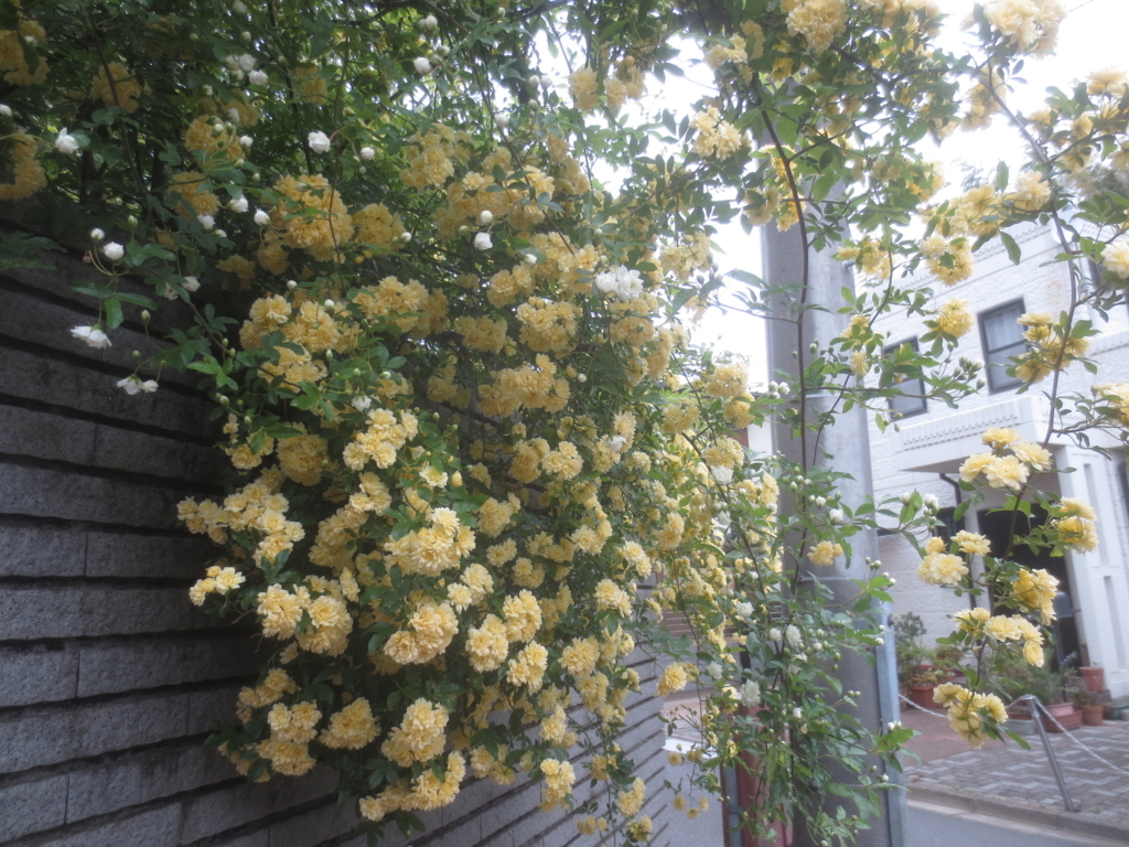 f:id:donkoro:20180417102634j:plain