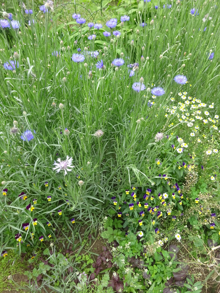 f:id:donkoro:20180502092327j:plain f:id:donkoro:20180502092327j:plain