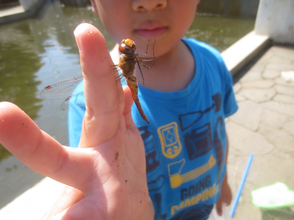 f:id:donkoro:20180905102856j:plain