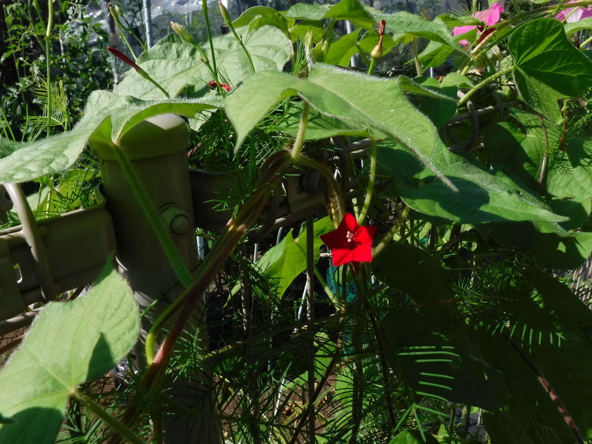 f:id:donkoro:20190806084808j:plain
