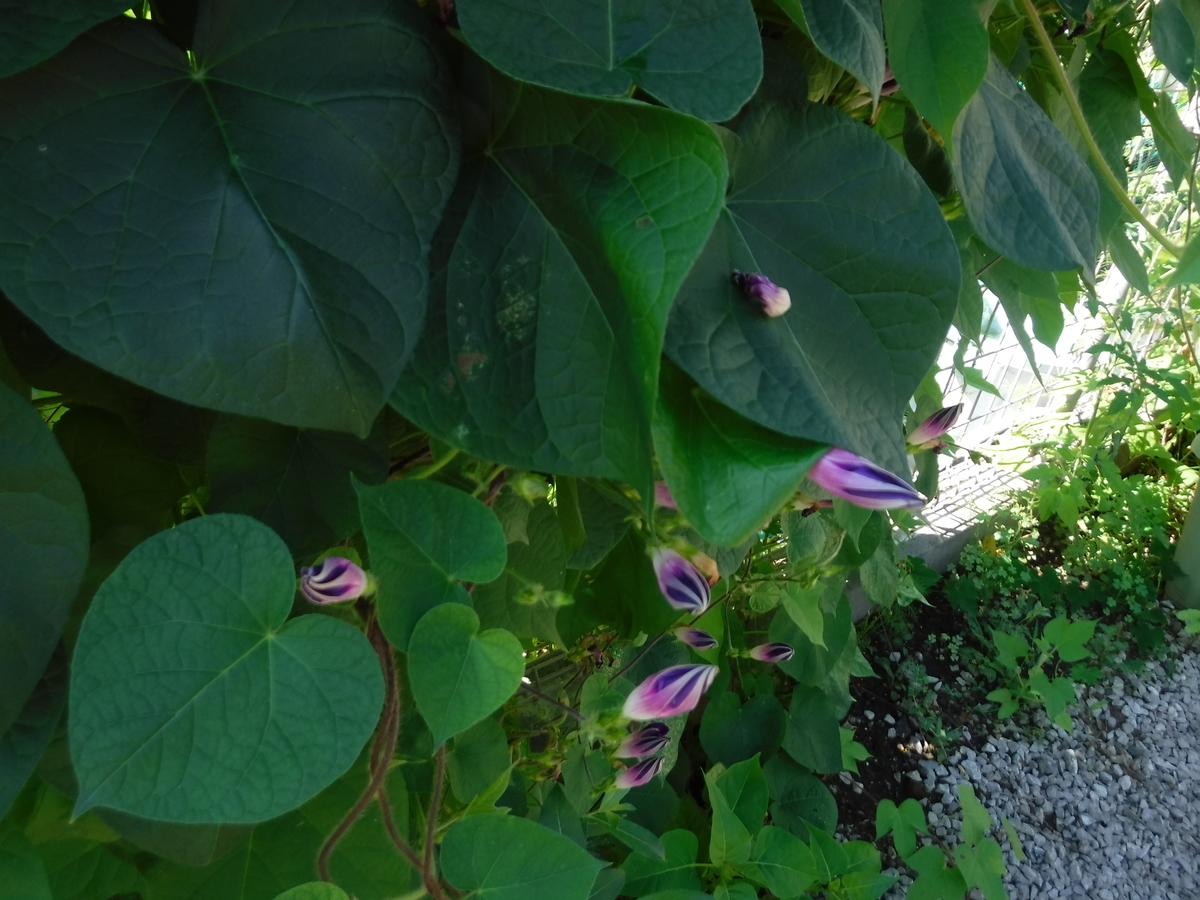 f:id:donkoro:20190806084814j:plain