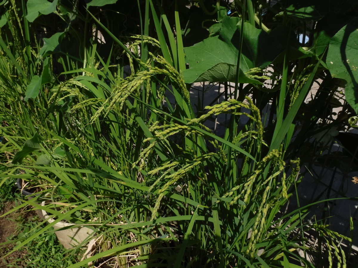 f:id:donkoro:20190808093241j:plain