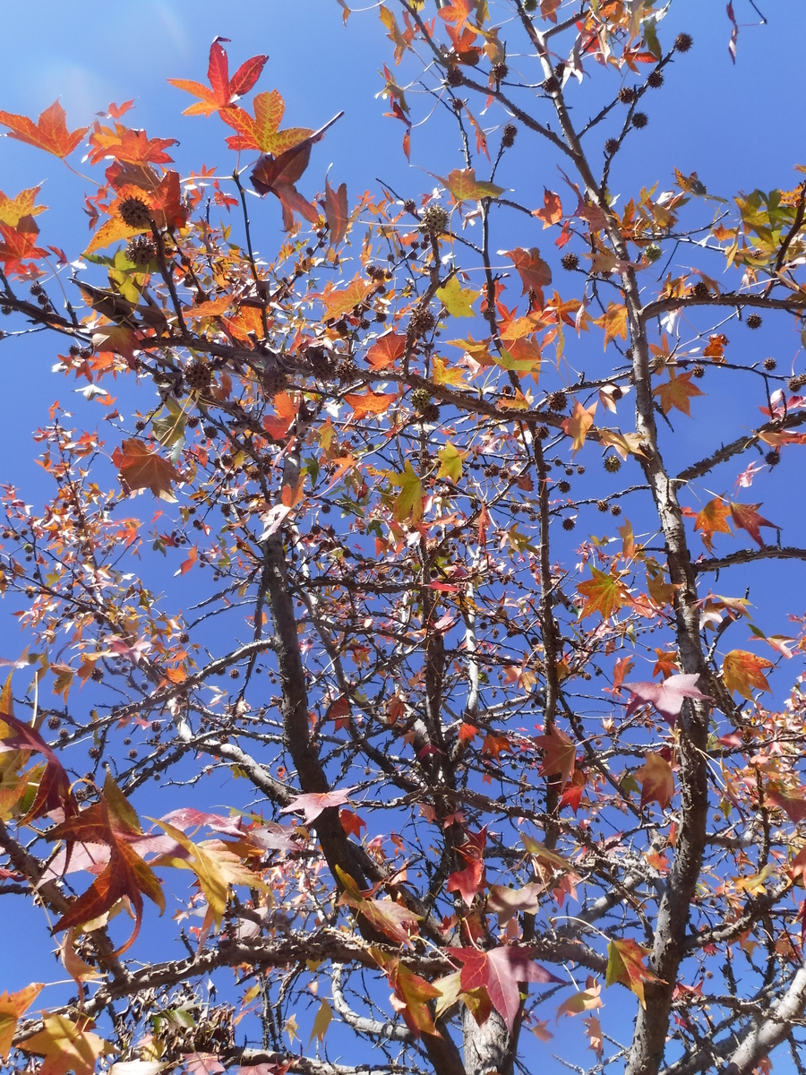 f:id:donkoro:20191203105429j:plain f:id:donkoro:20191203105429j:plain