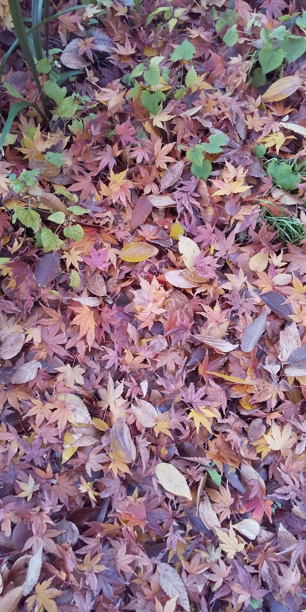 f:id:donkoro:20191211104924j:plain