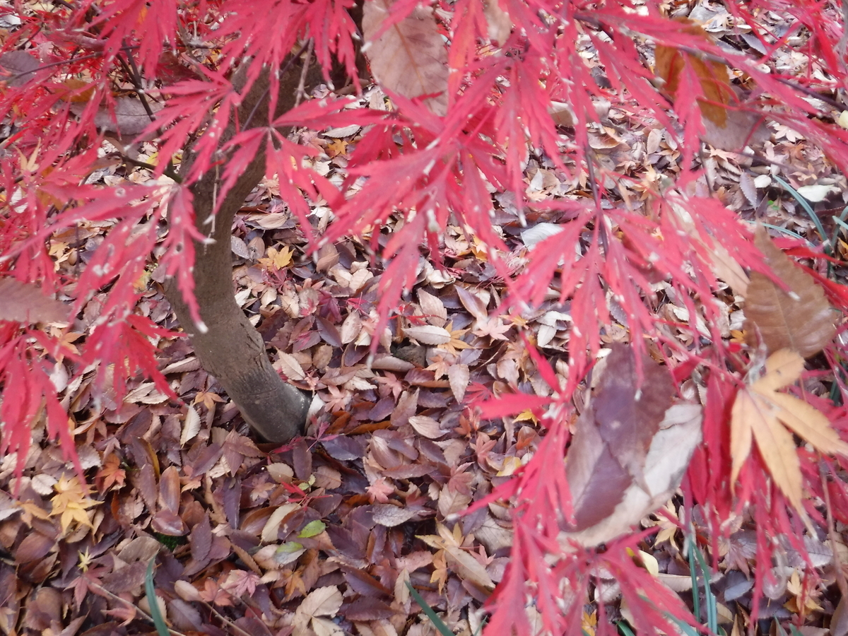 f:id:donkoro:20191211105203j:plain