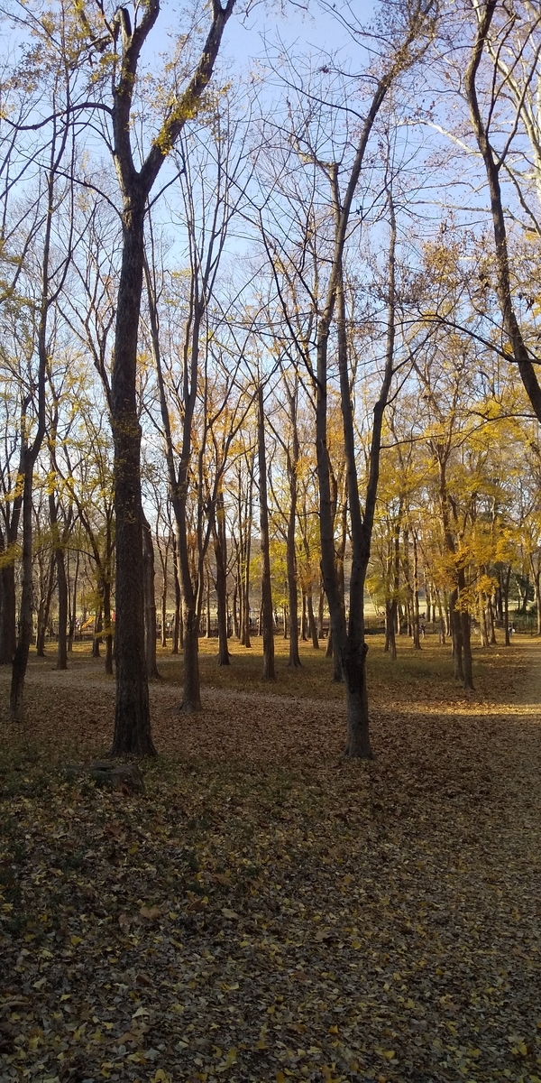 f:id:donkoro:20191214143630j:plain