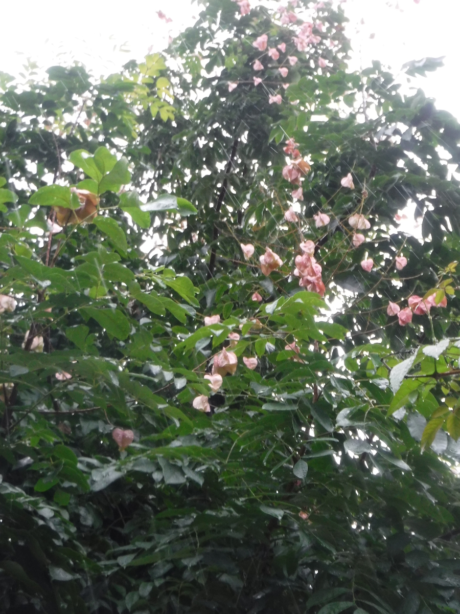 f:id:donkoro:20201008095102j:plain